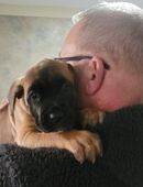 Boxer-Mix Welpen in 59329