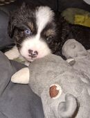 Bezaubernde Miniature Australian Shepherd Welpen suchen ihr Zuhause in 52525