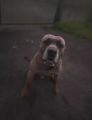 Labrador canecorso mix sucht Zuhause ! in 44579