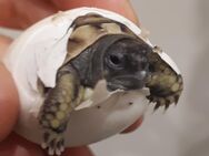 Griechische Landschildkröten THB NZ 2023 - Schmalkalden