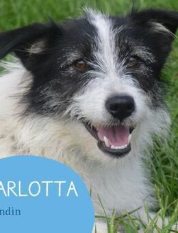 Schüchterne Carlotta sucht ihr Zuhause - Tarmstedt