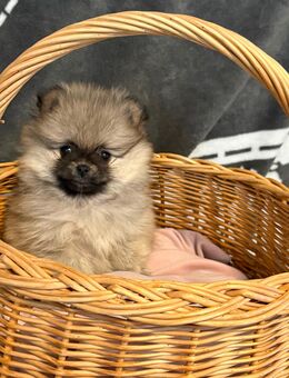 Pomeranian Spitz Zwergspitz Welpen Mini - Feuchtwangen Zentrum