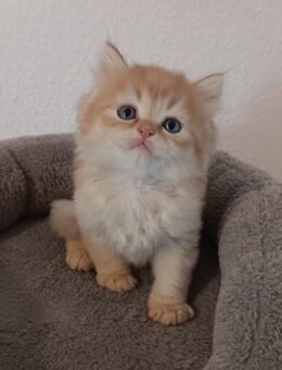 Maine Coon / Perser Mix Kitten, Katzenbabys, Babykatzen, Katzenkinder, cats - Berlin Steglitz-Zehlendorf