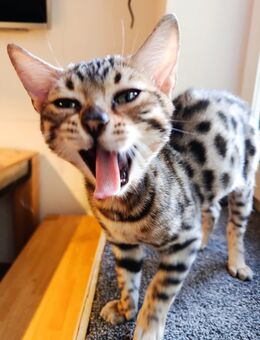 Bengalkitten - Lahr (Schwarzwald)