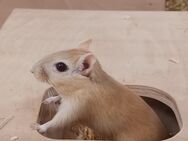 Mongolische Rennmäuse - Babys und Jungtiere in leuchtendem Orange - Bad Sooden-Allendorf