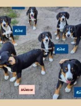 Entlebucher-Welpen - Schwielowsee