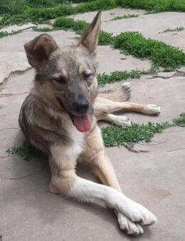 Ein kleines Wunder sucht ihr Glück - Berlin