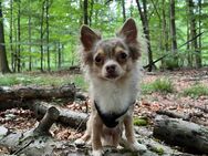 Chihuahua Rüde - Kraichtal Zentrum