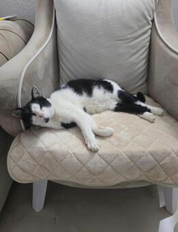 🐾 Felix 💖 sucht seine Menschen - Freilassing