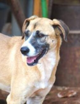 Rocco - kleine Frohnatur mit viel Humor - Mettmann