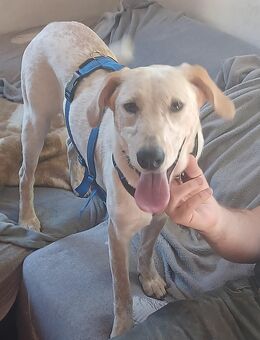 Sole, a.d.Tierschutz, sucht Happy-Home - Weißwasser (Oberlausitz)