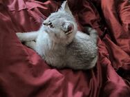 Wunderschöner BKH Kater in Liebevolle Hände abzugeben - Oldenburg