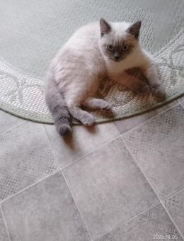 BKH Kater - Dortmund Mengede