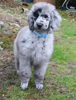 Grosspudel Welpen in blue-merle - Schulzendorf