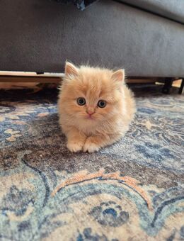 Maine Coon Himalaya Kitten - Berlin Reinickendorf