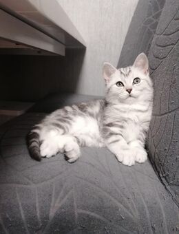 BKH-EKH Mix süße Kitten - Bremervörde