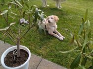 Thea sucht ihre Familie - Kißlegg