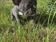 2 Wunderschöne Französische Bulldogge Welben ab sofort Abholbereit - Bad Lobenstein