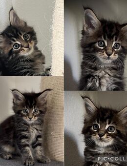 Reinrassige Maine Coon Kitten - Thalfang