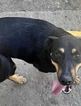 Tziganu, sehr freundlich und lieb - Bonndorf (Schwarzwald)