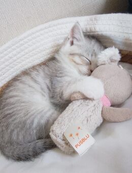 Babykater abzugeben (kittie) - Trier