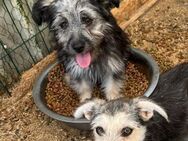 🐾 zuckersüsses Welpemädchen Honey❤️ - Eislingen (Fils)