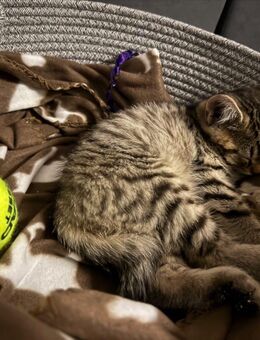 Wunderschöne Europäisch Kurzhaar x Russisch Blau Kätzchen. - Essen (Oldenburg)