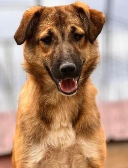 ❣️Penny, die süße Glücksbringerin❣️ - Eislingen (Fils)