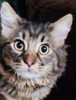 SIRIUS - Traumkater sitzt in der Patsche - Sulzbach-Laufen