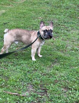 Französische Bulldogge 500€ - Duisburg