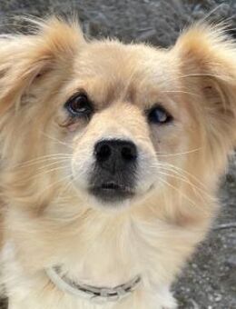 Gremlin, geb. ca. 11/2021, GRIECHENLAND - Euskirchen