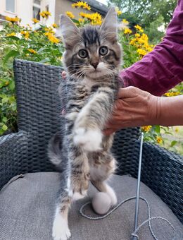 Norwegische Waldkatzen Mix Kitten zu verkaufen. - Fredersdorf-Vogelsdorf