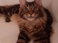 Main Coon - Norwegische Waldkatze Mix Kitten - Schmölln