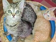 3 Kitten suchen ein liebevolles Zuhause - Kiel Gaarden-Ost