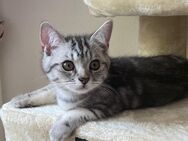 BKH Kitten - männlich Silber tabby - Berlin