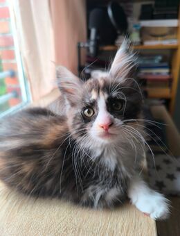 Reine Maine coon Glückskatze (dreifarbig) - Münster