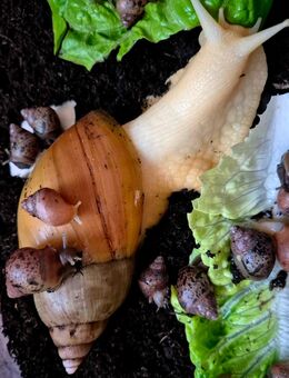 Achatschnecken Babys Achatina - Gera