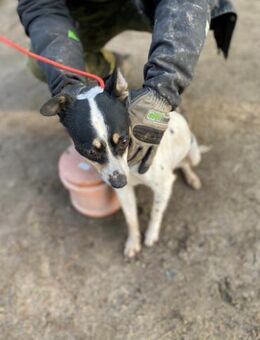 Lea - geb. 01/2021 - Remagen