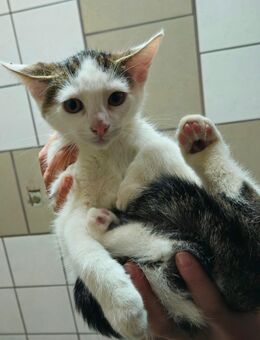 Kitten - Wolfsburg