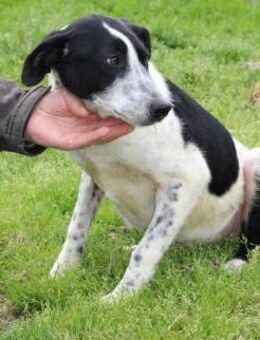 Gresu - kinderlieber Jungrüde - Lohra