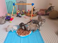 Bkh kitten 12 Stück ab sofort - Oberndorf (Neckar)