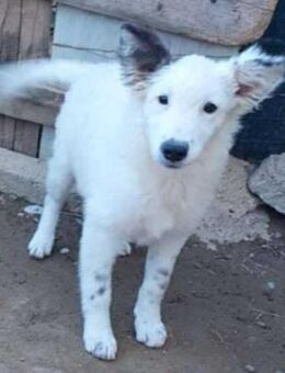 Kleine Shila❤️sucht liebevolles Heim - Seggebruch