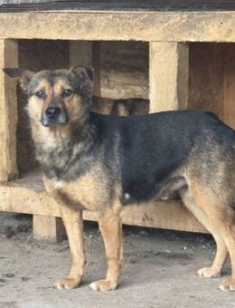 Oskar - der Neugierige 🐾 - Elsdorf (Nordrhein-Westfalen)