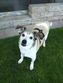 Cecilio,topfitter Senior möchte 1 Family - Untergriesbach