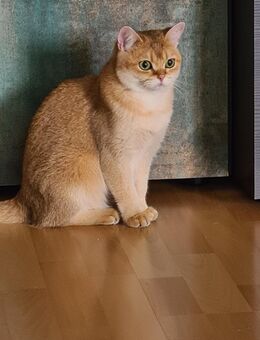 Bkh Luna 2 Jahre alt - Berlin