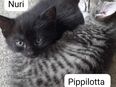 Zuckerschnuten auf Thron-Suche # Tierschutz in 92353