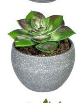 Künstliche Zimmerpflanze Sukkulenten Sukkulente, Creativ green, Höhe 9 cm