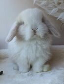 Minilop, Zwergwidder, Kaninchen, Jungtier, Feh Salander, Rammler in 09217