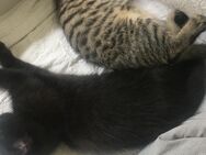 Wer ist interessiert an zwei Katzenbabys und oder an " Mau ". - Frankfurt (Main) Berkersheim