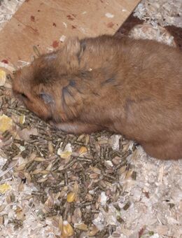 Goldhamster (3 Monate alt) - Meißen